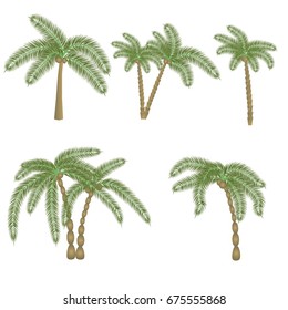 Different palm elements on an isolated background. Vector illustration