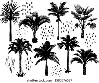 Different palm trees set. Hand drawn tropical plants and doodles. Pen graphic. Collection of exotic tropical plants isolated on white. 