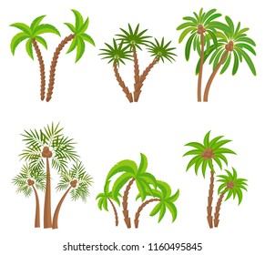 Different palm trees set isolated on white background. Tropical plants vector illustration. Rainforest jungle plants. Summer beach resort decoration