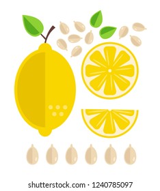 Different part of lemon fruit cutting. Fresh fruits concept. Vector flat cartoon design graphic illustration icon