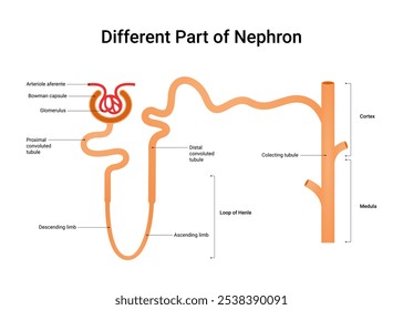 Different Part of the Nephron