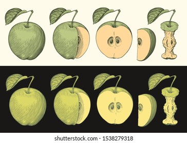 Different parts of apple and apple core. Design set. Hand drawn engraving. Editable vector vintage illustration. Isolated on light and dark backgrounds. 8 EPS
