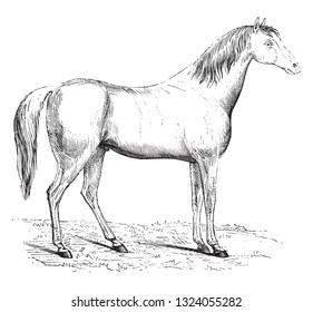 The different parts of the Horse, vintage engraved illustration. 