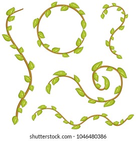Different patterns of vine