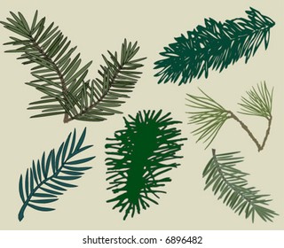 Different Pine Branches