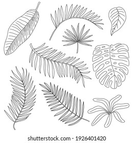 Different plant leaves set digital ink drawing vector