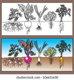 different planted vegetables