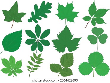 Different plants green leaves collection vector illustration
