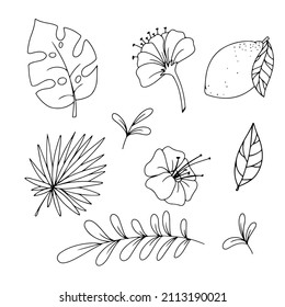 Plantas diferentes dibujadas a mano en forma de doodle. Frutas negras y blancas. Ilustración vectorial aislada en fondo blanco.