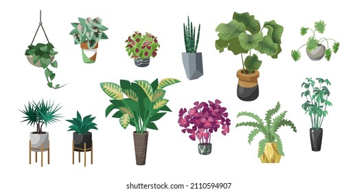 Different plants in pots flat vector illustrations set. Indoor flowers in planters, flowerpots or vases with houseplants: begonia, alocasia isolated on white background. Nature, urban jungle concept