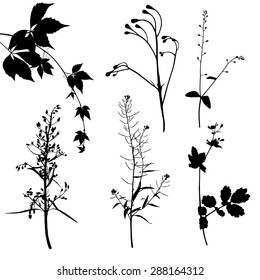 Different plants silhouettes on white background