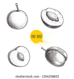 Different plums sketch set. Hand drawn illustration of ripe juicy plums and mirabelle plums. Whole and half with bones. Organic fruit vector drawings isolated on white background.
