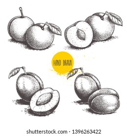 Different plums sketch set. Hand drawn illustration of ripe juicy plums and mirabelle plums. Whole and half fruit groups. Organic food vector drawings isolated on white background.
