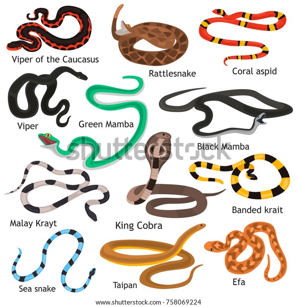 Different Poison Snakes Color Flat Icons Stock Vector (Royalty Free ...