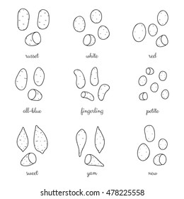 Different potato varieties isolated on white background. Hand drawn outline illustration.