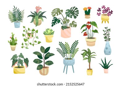 Different potted houseplants flat vector illustrations set. Indoor flowers or plants in flowerpots or vases, alocasia, begonia in pots isolated on white background. Interior, urban jungle concept