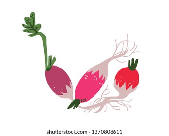 Different Radish Varieties Fresh Vegetable, Organic Nutritious Vegetarian Food for Healthy Diet Vector Illustration