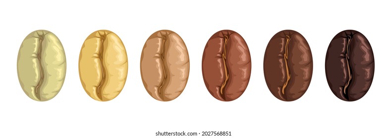 Different roasted coffee beans. Vector cartoon flat illustration.