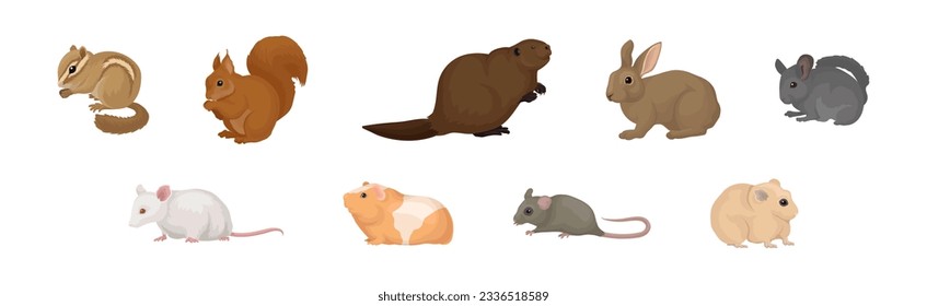 Different Rodents with Robust Bodies and Short Limbs Vector Set