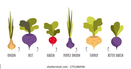Different root vegetables growing on vegetable patch. Beets, radishes, turnips, radishes, onions with captions. Vintage infographic in fled style. Gardening set.