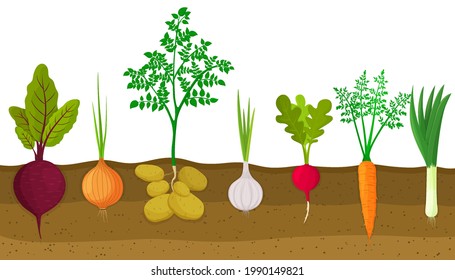 Verschiedenes Wurzelgemüse, das auf Gemüsepflaster angebaut wird. Pflanzen mit Wurzelstruktur unterhalb des Bodens. Rüben, Zwiebeln, Kartoffeln, Knoblauch, Radieschen, Karotten