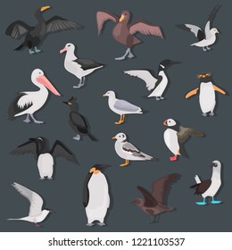 Different sea birds color flat icons set