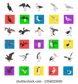 Different sea birds color flat icons set