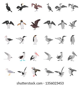 Different sea birds color flat, black and white colors concept icons set