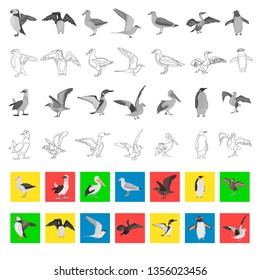 Different sea birds color flat, black and white colors, line, simple concept icons set