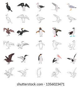 Different sea birds color flat and line concept icons set