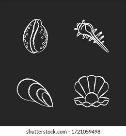 Different sea shells chalk white icons set on black background. Seashells collection, conchology Open clam with pearl, spiked conch, cowrie and cone shells isolated vector chalkboard illustrations