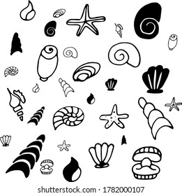 different seashells from the seabed for background