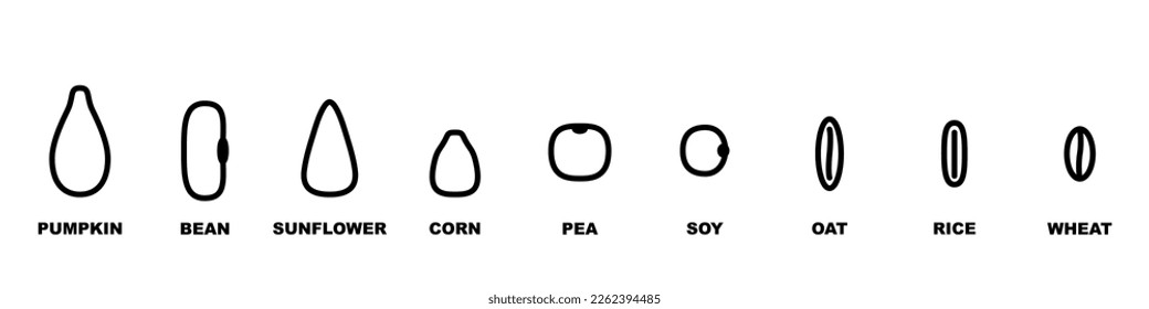 Different seed icon set line illustration