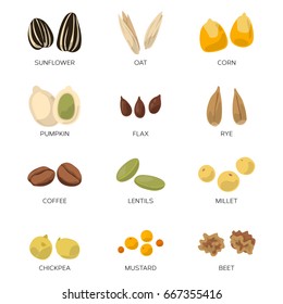 Different seeds isolated on white. Sunflower, coffee, pumpkin and other vector icon set. Seed and bean organic, illustration of pumpkin seed and grain