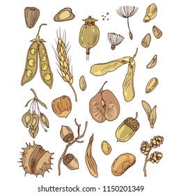 Different seeds and nuts vector set.