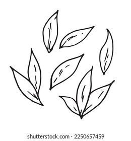 different shape of leaves on isolated white background