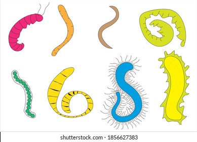 different shape of worms in bio science (different biological worms), different configures of anelida, Annelida, worms nematoda , Roundworms, longworms - platyhelminthes - Flatworms - hermaphrodites,