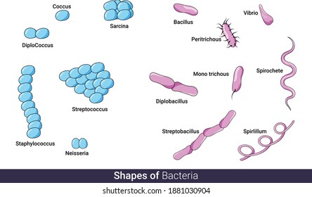 Spirochaete Images, Stock Photos & Vectors | Shutterstock