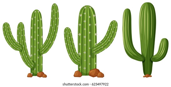 Different shapes of cactus illustration