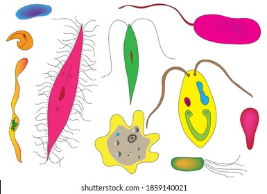 Different shapes & category of microorganism Chlamydomonas Algae, Euglenas, Diatom, Entamoeba histolytica, vibrio cholerae, Clostridium tetani,E. coli, Protozoa, Escherichia coli, Monera and Protista) Stock Vector