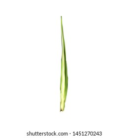 
Different shapes and colors of leaves on a white background. Realism. It can be used as an element for bio-and eco-design. Natural beauty of nature. EPS 10
