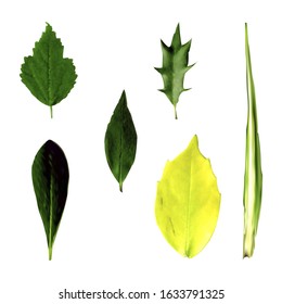 Different shapes and colors of leaves.Vector illustration on  an isolated  white background. Realism. It can be used as an element for bio-and eco-decor. Natural beauty of nature. EPS 10