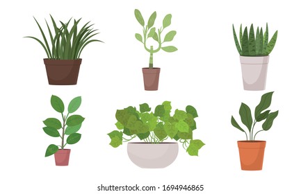 Different shapes of green blooming home plants in pots vector illustration