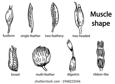 Diferentes formas de los músculos del cuerpo humano. Para estudios individuales y remotos
