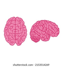 Different side view human brain pink silhouettes isilated on white background