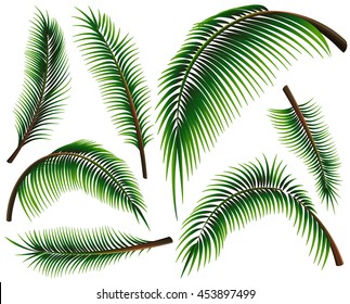 Different sizes of palm leaves illustration