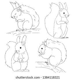 Different sketches of cute cartoon squirrels on white background. Hand drawn vector animal sketches for coloring. Squirrel on branch with nut. Illustrations of squirrel line art.