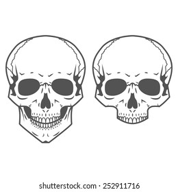 Different skulls on white background