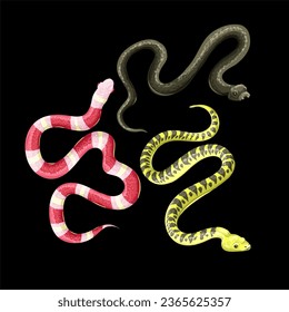 Different snakes isolated on the black background. Vector