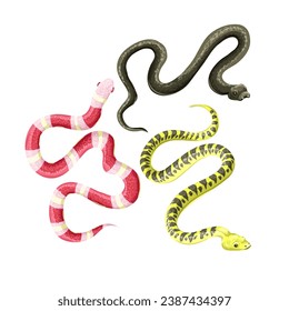Different snakes isolated on the white background. Vector